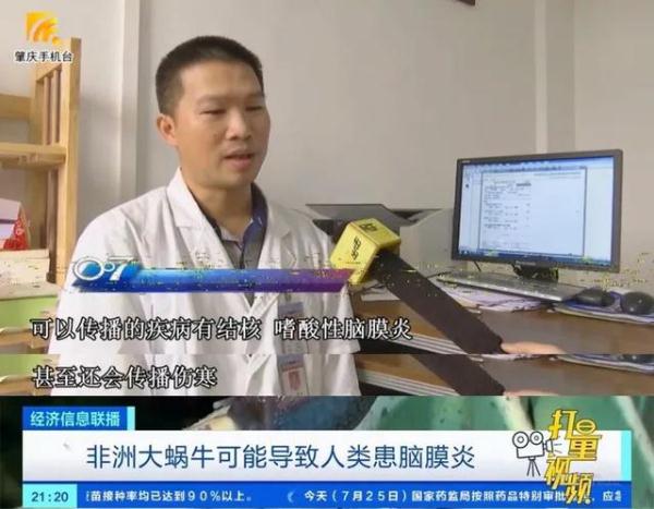 这种蜗牛是“毒王”,不能摸更不能吃! 这种蜗牛是“毒王”,不能摸更不能吃!