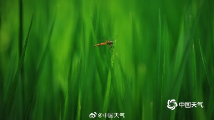 满眼清凉 七月京西稻田碧绿绘就希望画卷