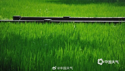 满眼清凉 七月京西稻田碧绿绘就希望画卷