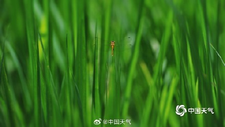 满眼清凉 七月京西稻田碧绿绘就希望画卷