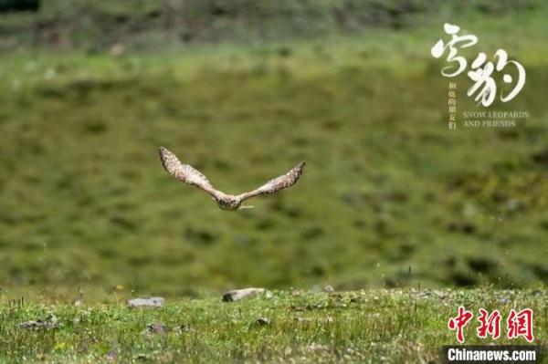 《雪豹和她的朋友们》发布“野性十足”预告 《雪豹和她的朋友们》发布“野性十足”预告