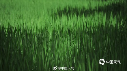 满眼清凉 七月京西稻田碧绿绘就希望画卷