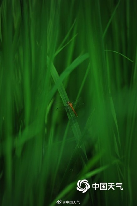 满眼清凉 七月京西稻田碧绿绘就希望画卷