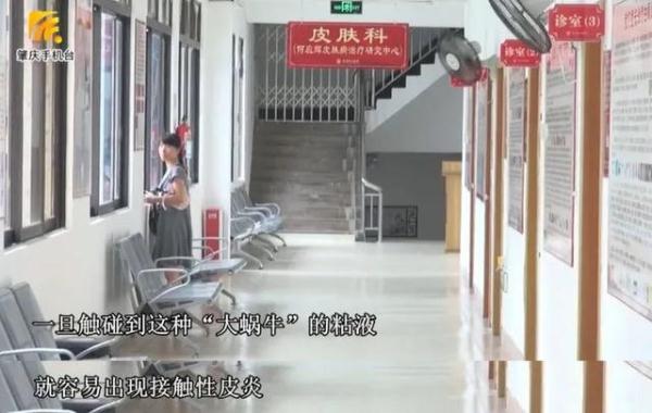 这种蜗牛是“毒王”,不能摸更不能吃! 这种蜗牛是“毒王”,不能摸更不能吃!