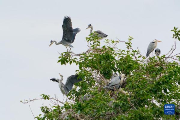 在成都，读懂大运之城的生态密码