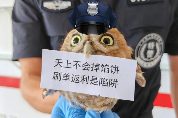 没看错吧！这只猫头鹰居然在“打工”？