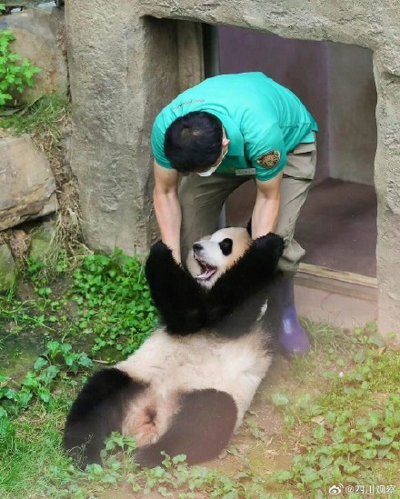 熊猫福宝搞笑女实锤了 熊猫福宝搞笑女实锤了