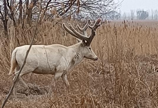 稀奇 | 天津惊现“神秘生物”!外貌、性情世界罕见! 稀奇 | 天津惊现“神秘生物”!外貌、性情世界罕见!
