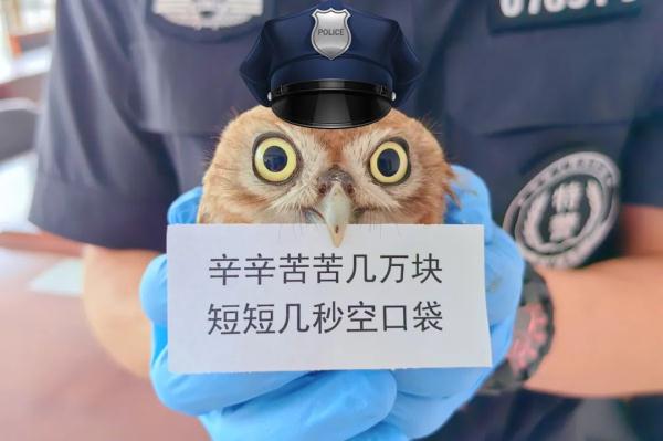 网友:起猛了!竟然看到猫头鹰在“打工” 网友:起猛了!竟然看到猫头鹰在“打工”