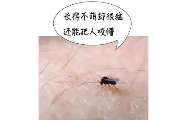 这个“吸血鬼”比蚊子还猛还难缠！5招能治它→