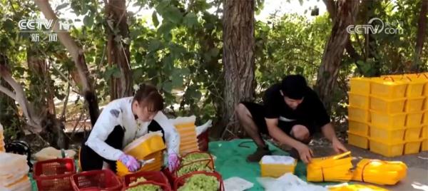 多举措保障采收 吐鲁番54万多亩鲜食葡萄陆续上市