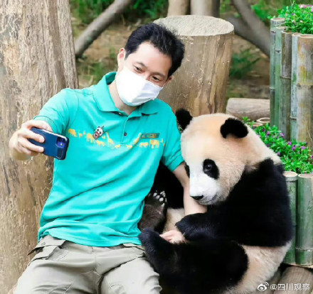 熊猫福宝搞笑女实锤了 熊猫福宝搞笑女实锤了