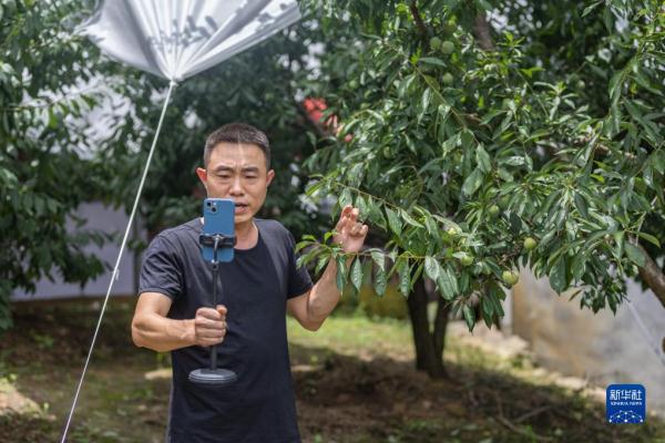 长江行| 巫山脆李出峡记