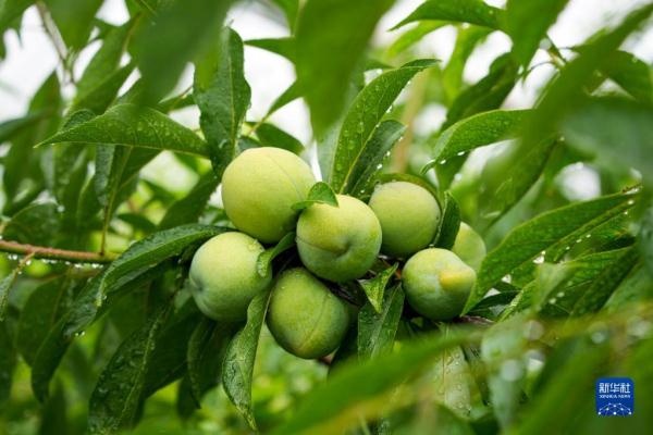 长江行| 巫山脆李出峡记