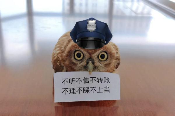 网友:起猛了!竟然看到猫头鹰在“打工” 网友:起猛了!竟然看到猫头鹰在“打工”
