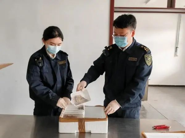 10只！活体的，海关最新查获