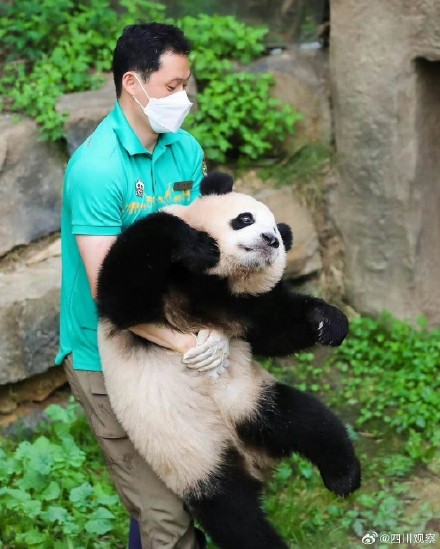 熊猫福宝搞笑女实锤了 熊猫福宝搞笑女实锤了