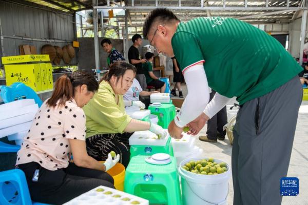 长江行| 巫山脆李出峡记