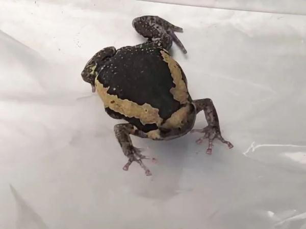 10只！活体的，海关最新查获