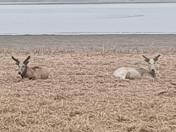 稀奇 | 天津惊现“神秘生物”!外貌、性情世界罕见! 稀奇 | 天津惊现“神秘生物”!外貌、性情世界罕见!
