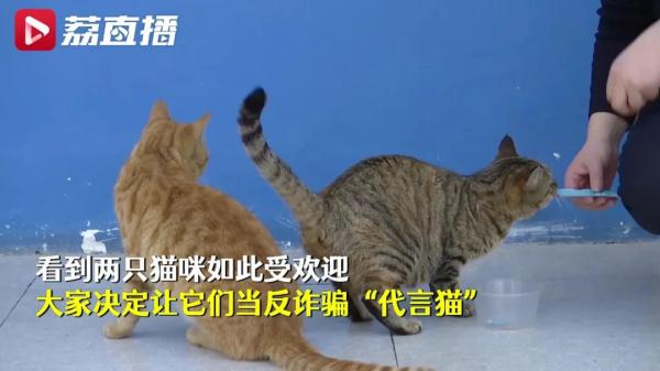 网友:起猛了!竟然看到猫头鹰在“打工” 网友:起猛了!竟然看到猫头鹰在“打工”