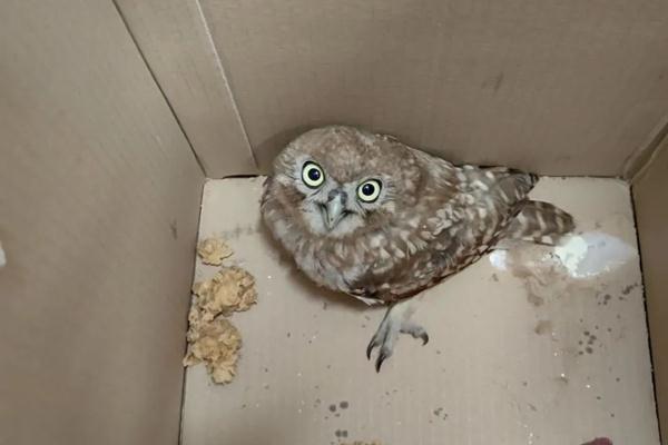没看错吧！这只猫头鹰居然在“打工”？