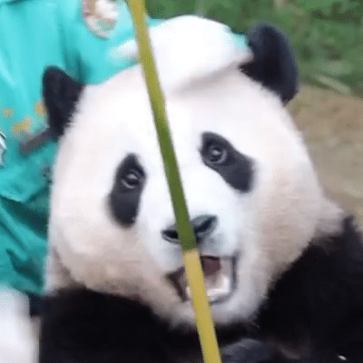 熊猫福宝搞笑女实锤了 熊猫福宝搞笑女实锤了