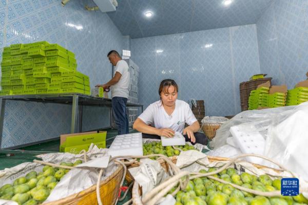 长江行| 巫山脆李出峡记