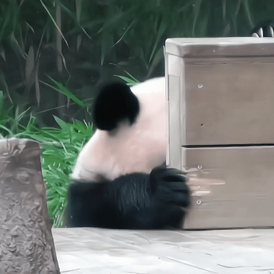 熊猫福宝搞笑女实锤了 熊猫福宝搞笑女实锤了