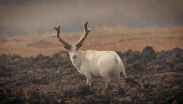 稀奇 | 天津惊现“神秘生物”!外貌、性情世界罕见! 稀奇 | 天津惊现“神秘生物”!外貌、性情世界罕见!