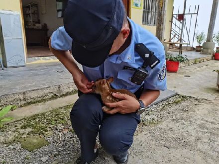 小黄麂疑与“家人”走散获警民救助，可把大伙儿萌翻了