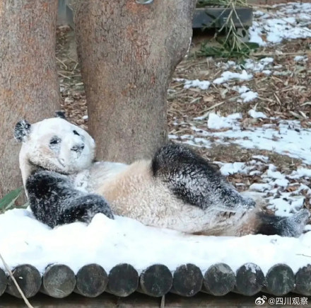 熊猫福宝搞笑女实锤了 熊猫福宝搞笑女实锤了