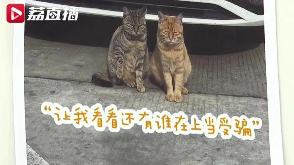 网友:起猛了!竟然看到猫头鹰在“打工” 网友:起猛了!竟然看到猫头鹰在“打工”