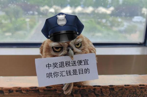 没看错吧！这只猫头鹰居然在“打工”？