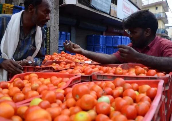 印度爆发“西红柿之乱”：价格飙升7倍，两名种植户被杀