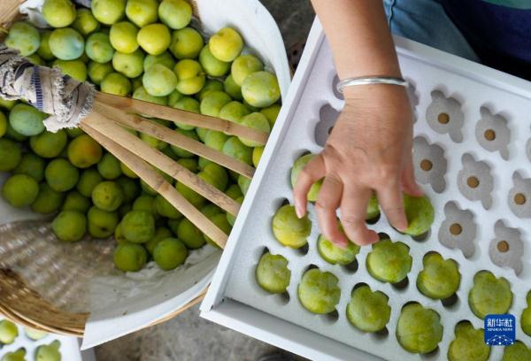 长江行| 巫山脆李出峡记