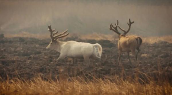 稀奇 | 天津惊现“神秘生物”!外貌、性情世界罕见! 稀奇 | 天津惊现“神秘生物”!外貌、性情世界罕见!