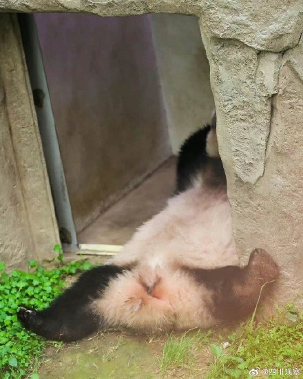 熊猫福宝搞笑女实锤了 熊猫福宝搞笑女实锤了