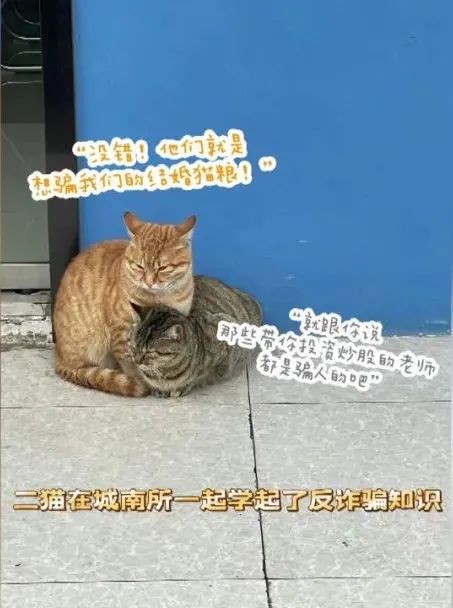起猛了!竟看到猫头鹰"打工",实力演绎"没有一口饭是白吃的" 起猛了!竟看到猫头鹰"打工",实力演绎"没有一口饭是白吃的"