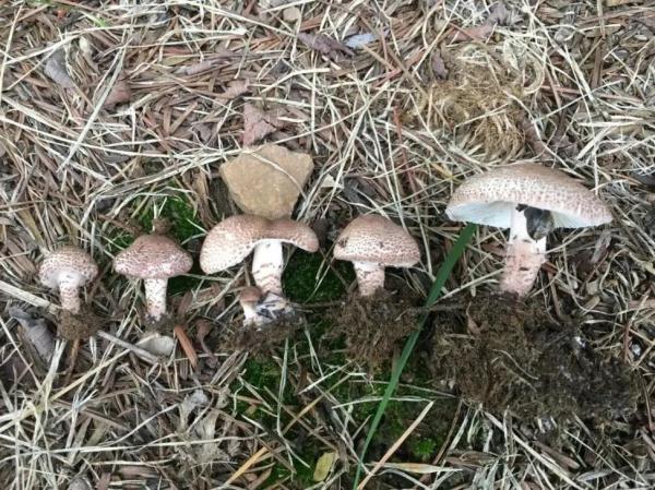 一顿饭后，夫妻双双险丧命…紧急提醒：剧毒！不要吃！