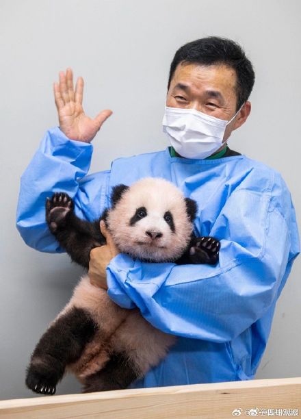 熊猫福宝搞笑女实锤了 熊猫福宝搞笑女实锤了