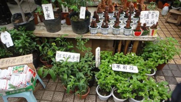 上海蚊虫密度将达全年高峰！这些防蚊“偏方”“法宝”都不靠谱