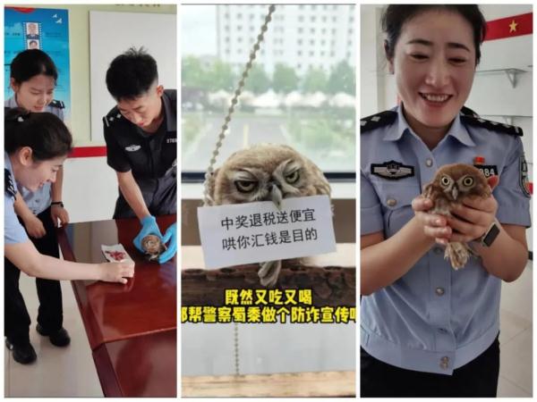 网友:起猛了!竟然看到猫头鹰在“打工” 网友:起猛了!竟然看到猫头鹰在“打工”