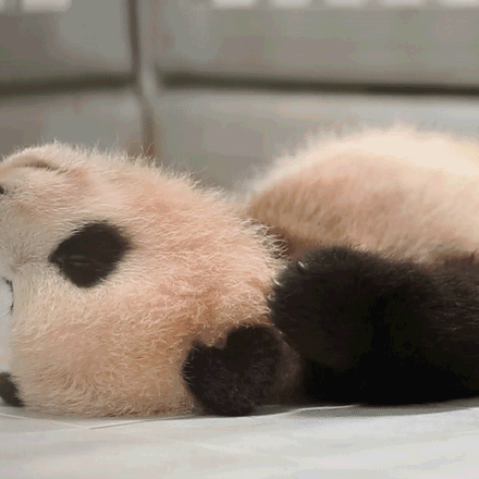 熊猫福宝搞笑女实锤了 熊猫福宝搞笑女实锤了