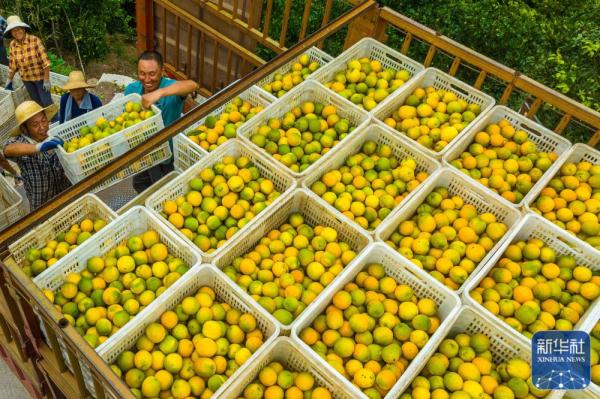 湖北秭归:夏橙飘香 湖北秭归:夏橙飘香