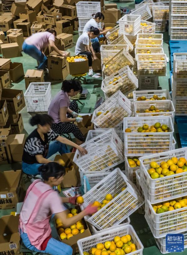 湖北秭归:夏橙飘香 湖北秭归:夏橙飘香