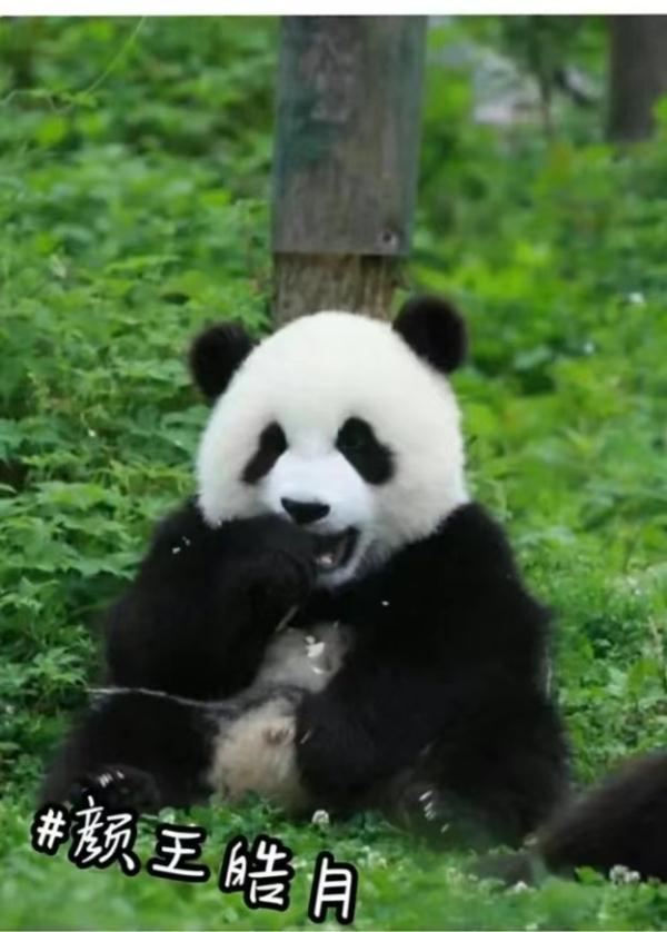 预计年底与大家见面!10只大熊猫来湖南了,看看都是谁 预计年底与大家见面!10只大熊猫来湖南了,看看都是谁