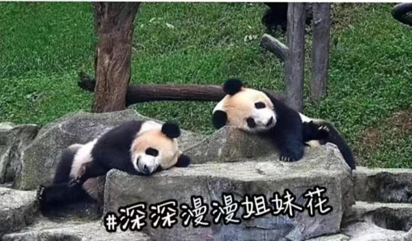 预计年底与大家见面!10只大熊猫来湖南了,看看都是谁 预计年底与大家见面!10只大熊猫来湖南了,看看都是谁