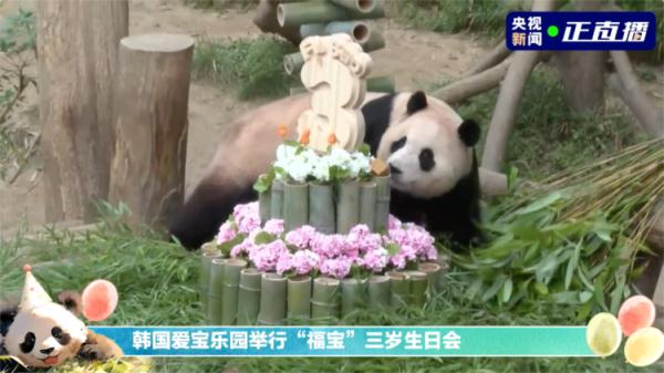 福宝，三岁啦！