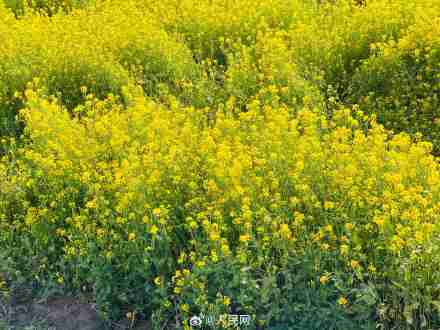 川西若尔盖高原油菜花海太治愈 川西若尔盖高原油菜花海太治愈